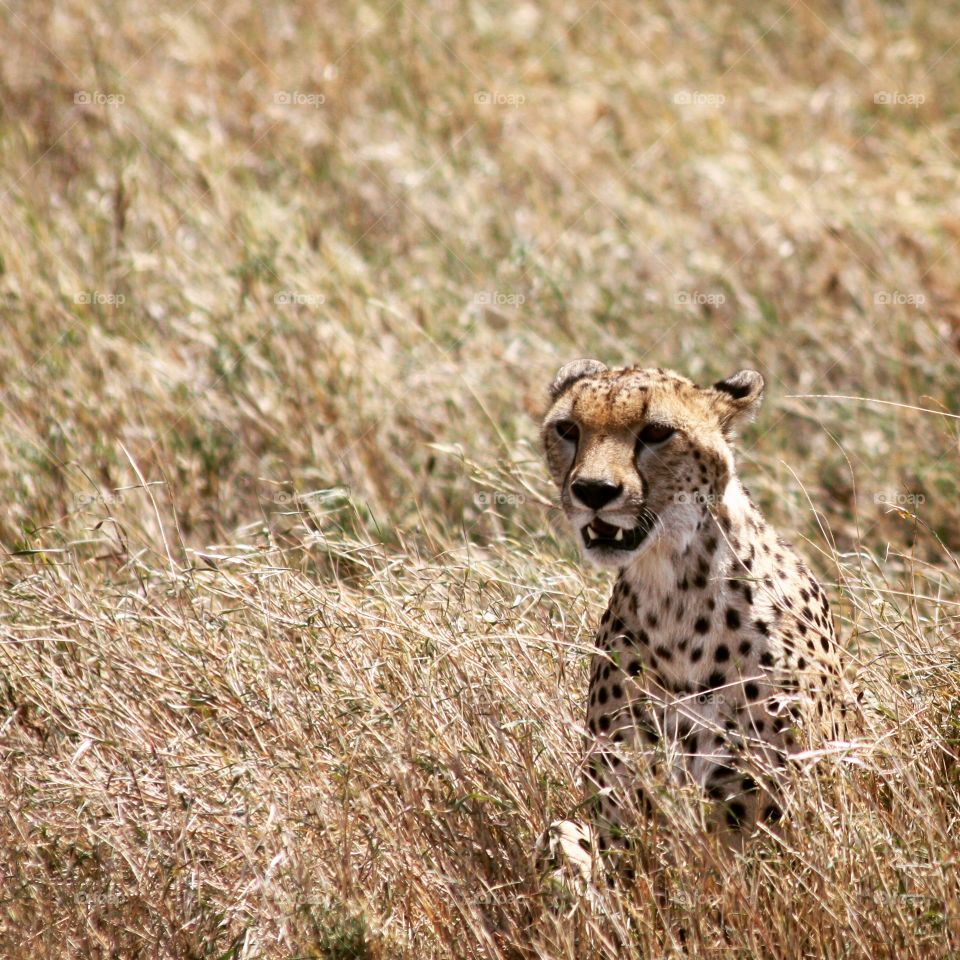 A cheetah sits in the tall grass watching a herd of antelope grazing nearby 