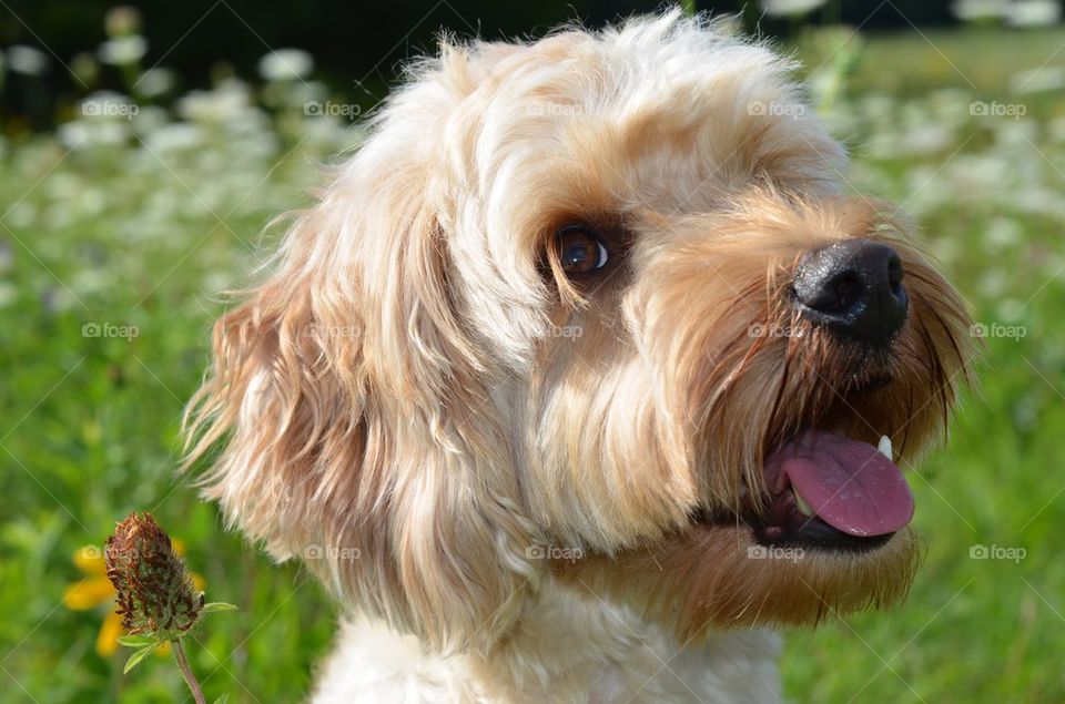 Close-up of a cute puppy