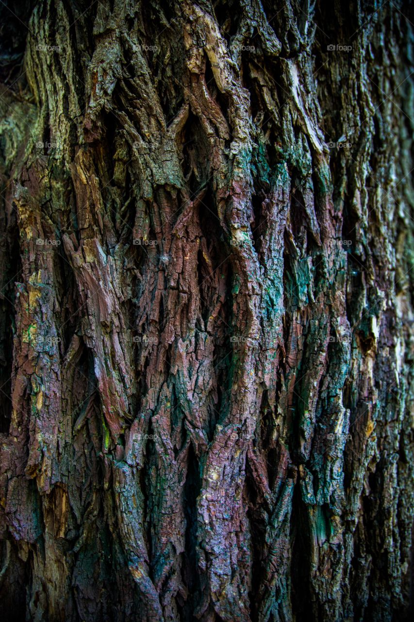 Red and green bark