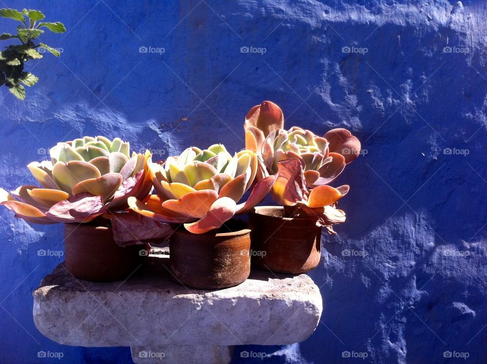 Potted plants in Arequipa, Peru 