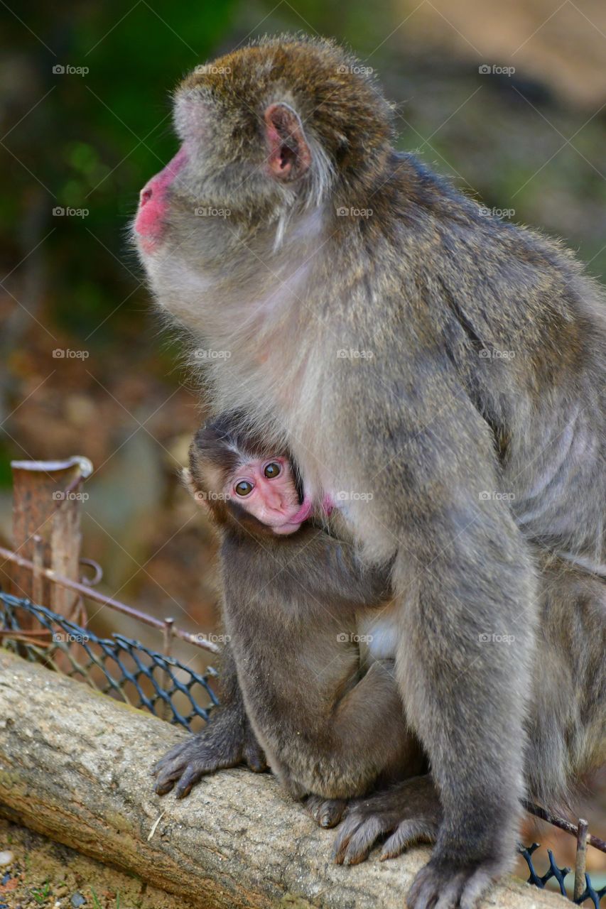 Macaque with baby macaque