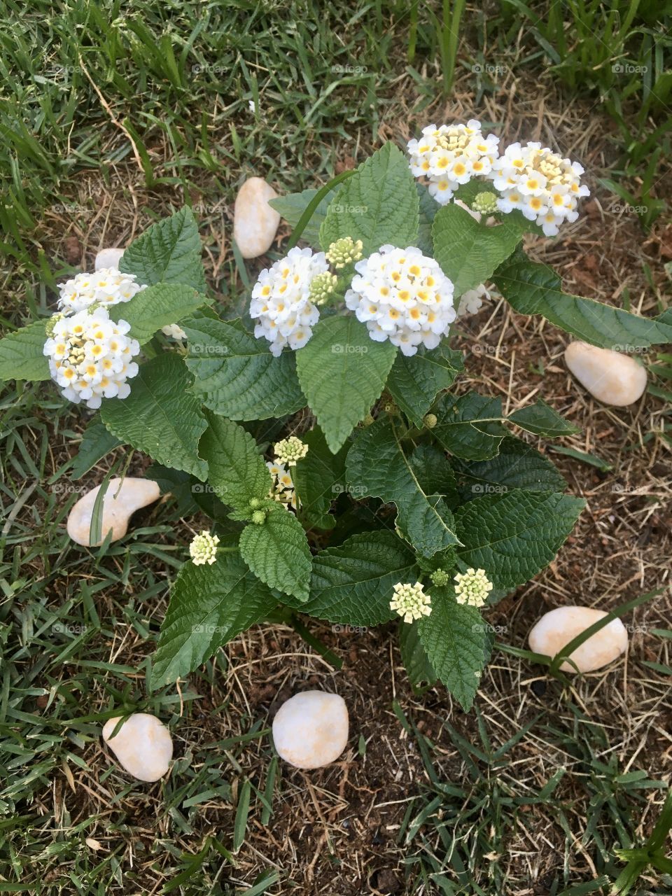 🌹 🇺🇸 Very beautiful flowers to brighten our day.  Live nature and its beauty. Did you like the delicate petals? / 🇧🇷 Flores muito bonitas para alegrar nosso dia. Viva a natureza e sua beleza. Gostaram das pétalas delicadas? 