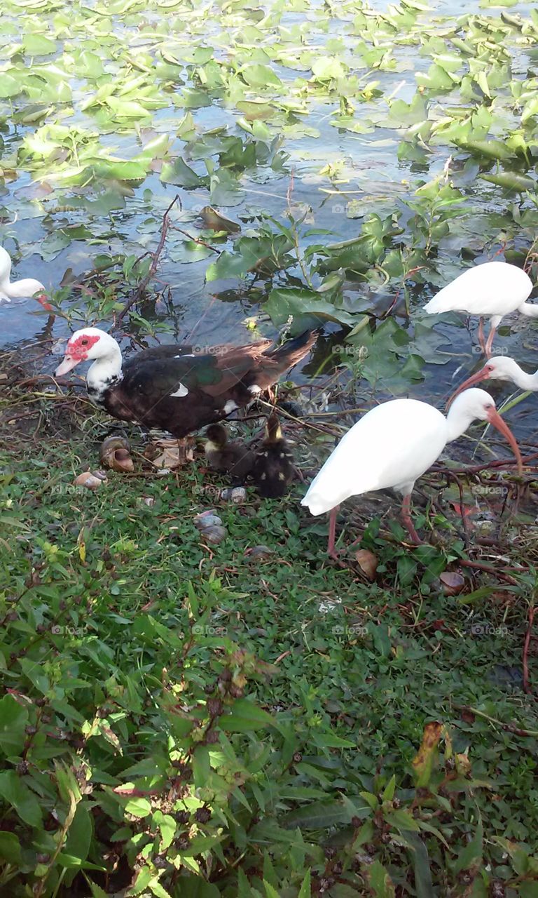Mom duck & her Babies