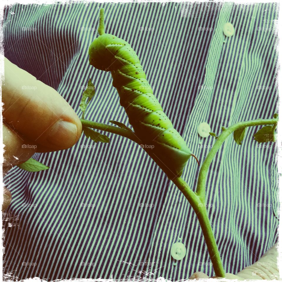 Man with large tomato worm