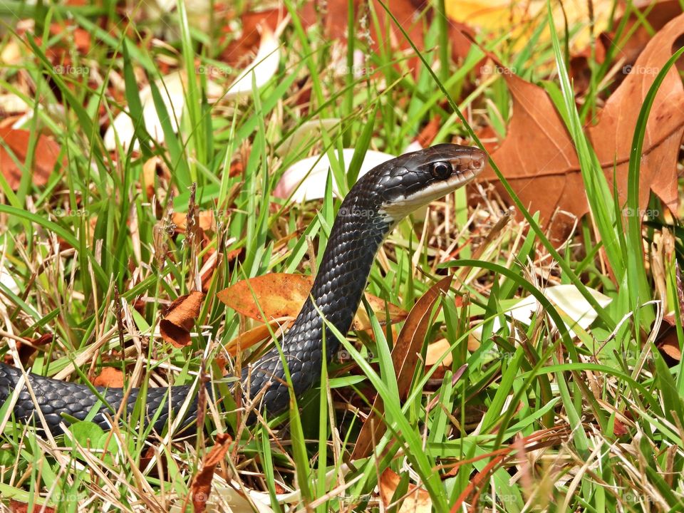 Black racer snake - Usually, these snakes quickly slither to the safety of thick grass or brush when encountered. If cornered or grasped, they will bite viciously in defense.