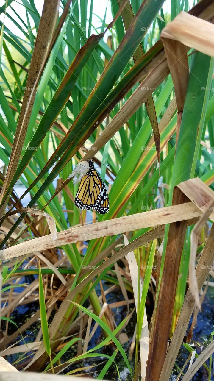 #Monarch butterfly