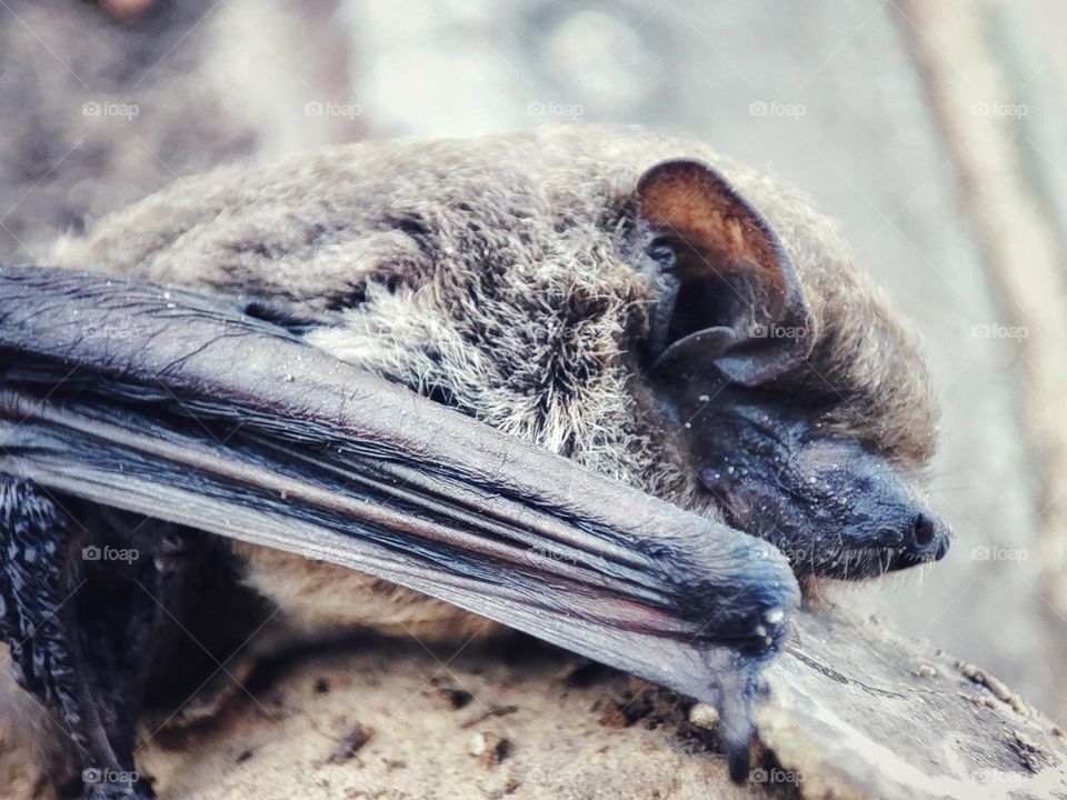 Nathusius's pipistrelle, Animal
