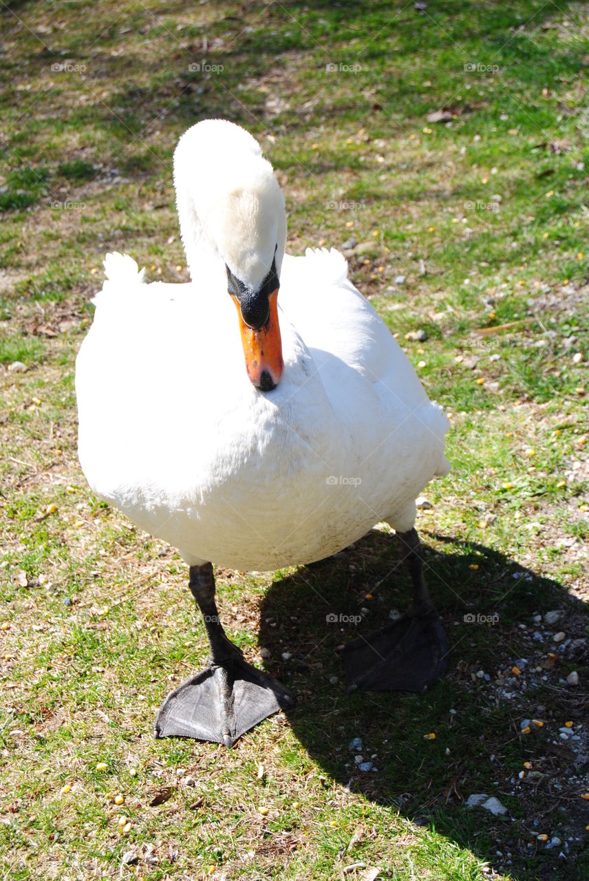 Swan