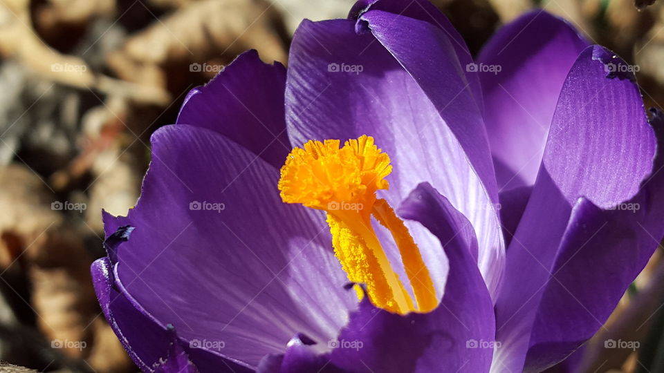 Extreme close-up of purple crocus