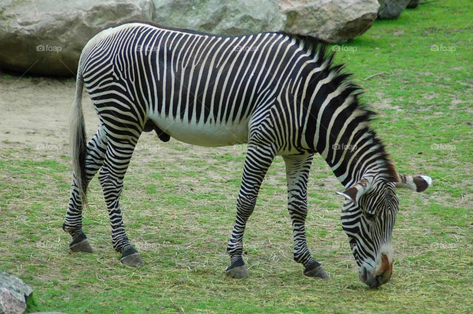 zebra