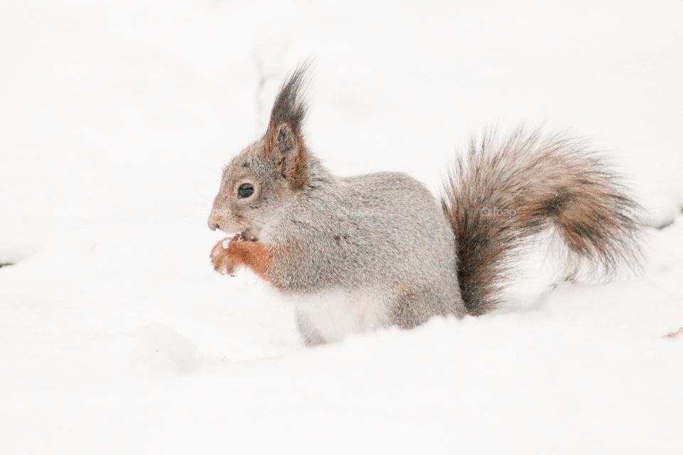 Squirrel beauty