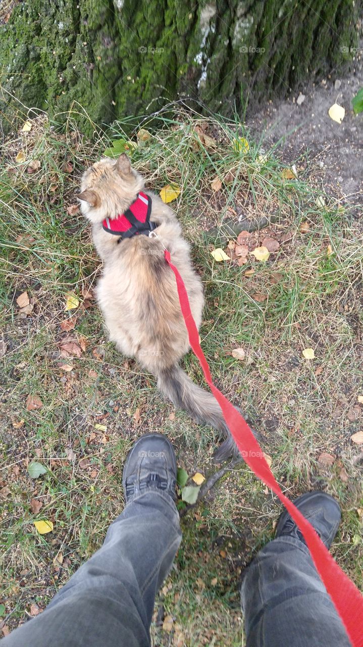 A fluffy tri-colored kitten walking in a park with red harness and leash