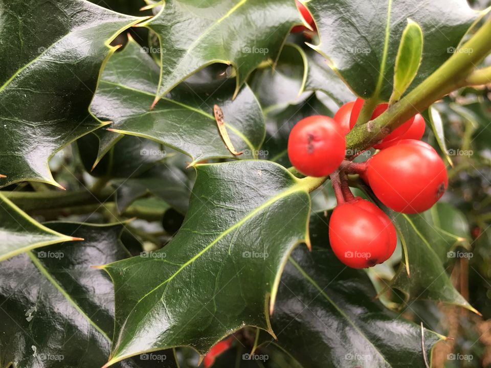 Holly tree