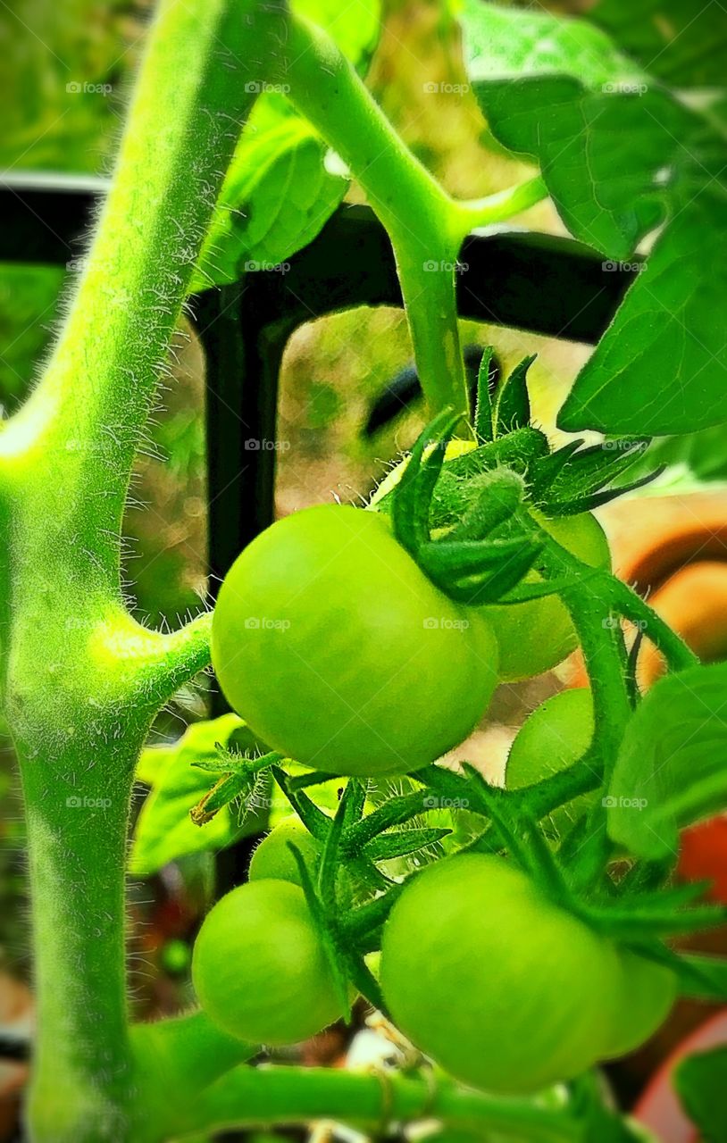 Green tomato