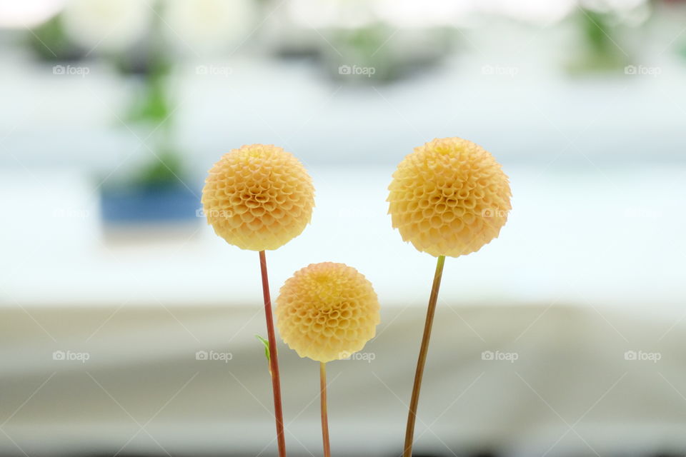 An arrangement of three yellow Dahlias.