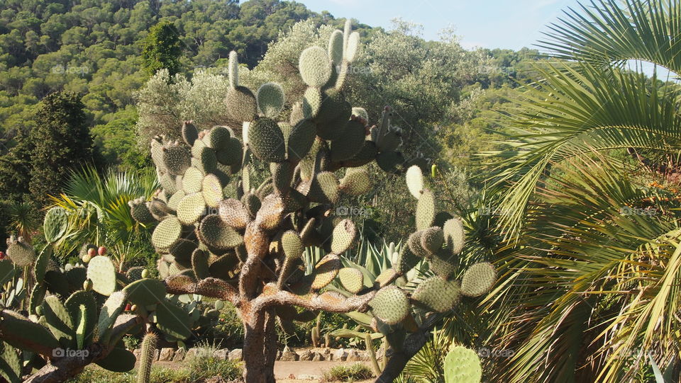 Tropical park. Cactus. Palm