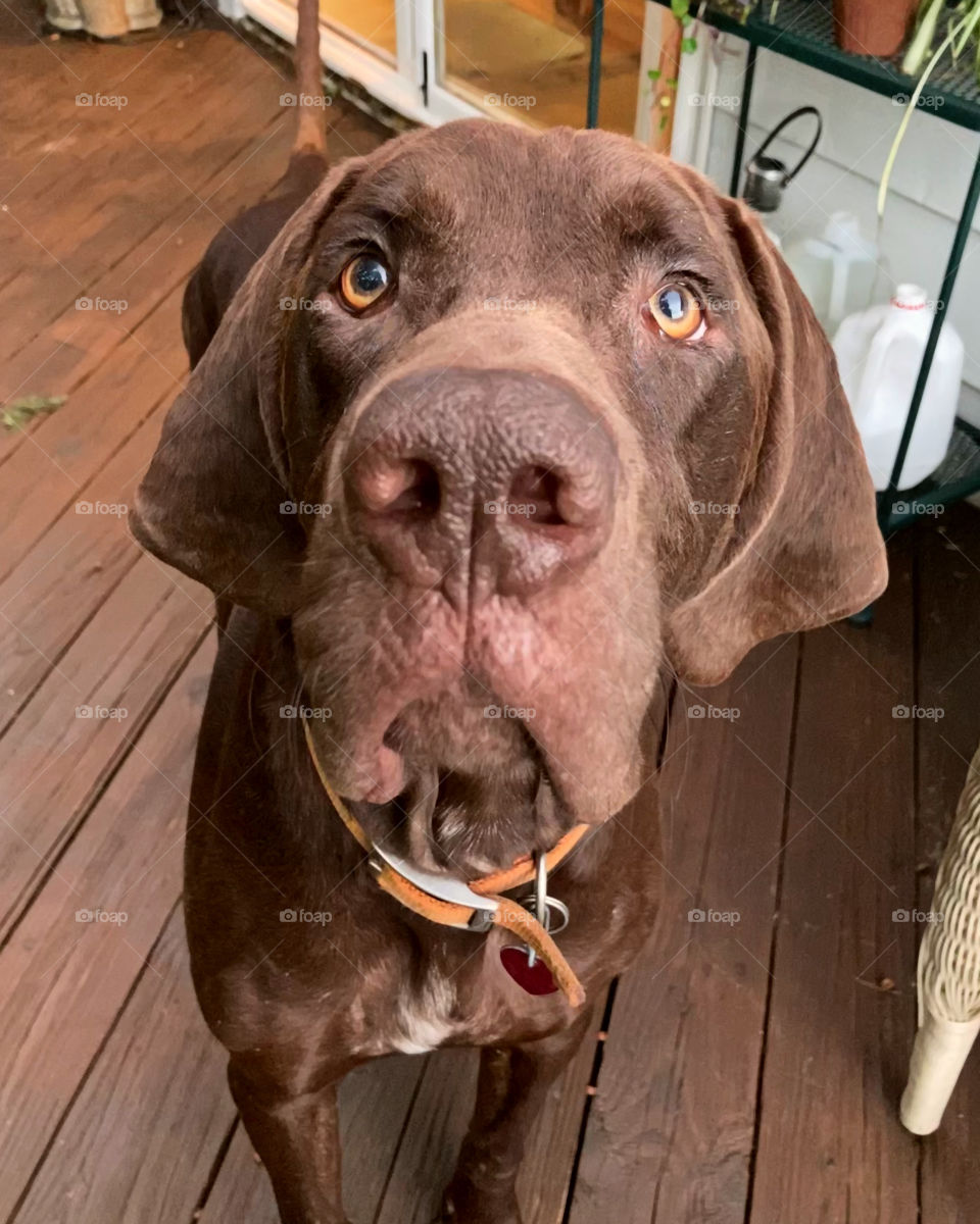 Charlie the Small Dog