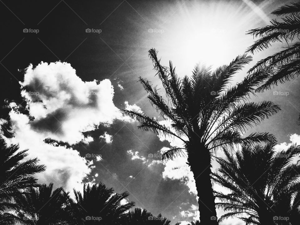 Palms and clouds