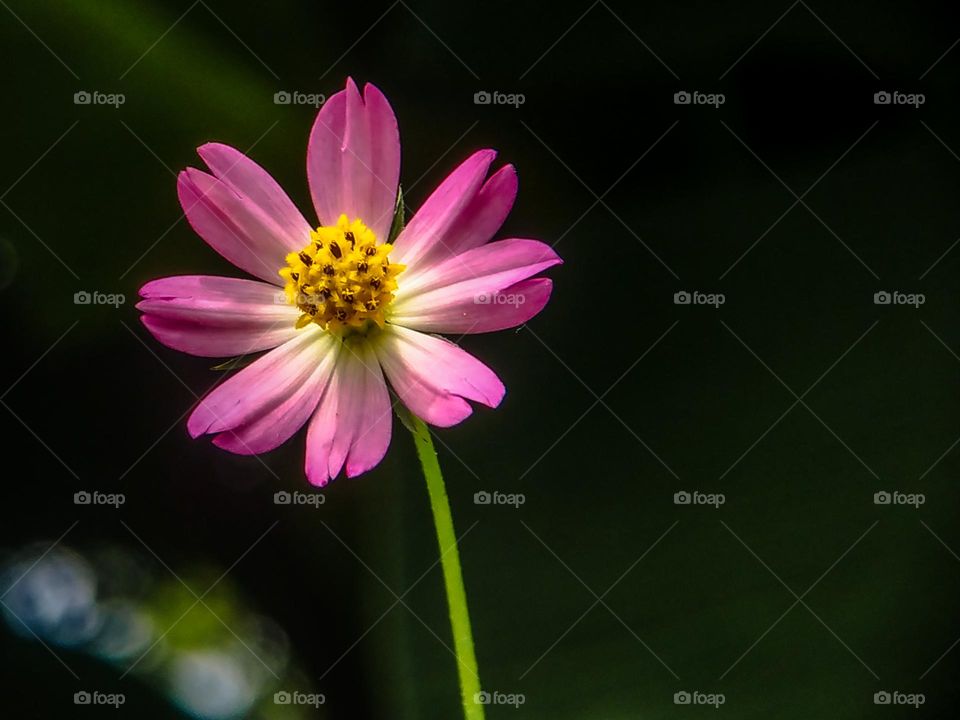 Cosmos flower