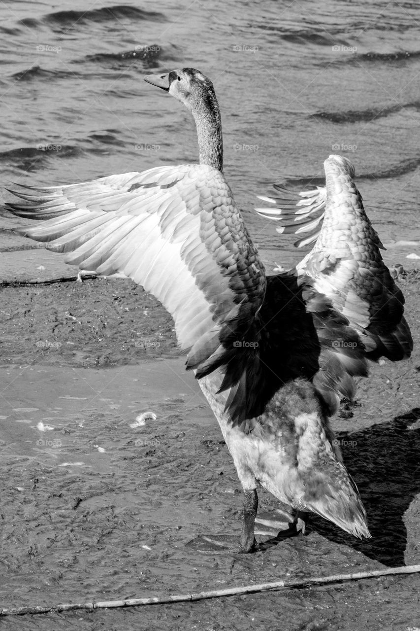 A young swan tries its wings