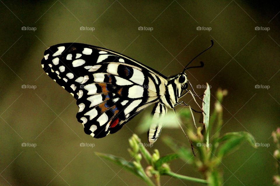 beautiful black and white