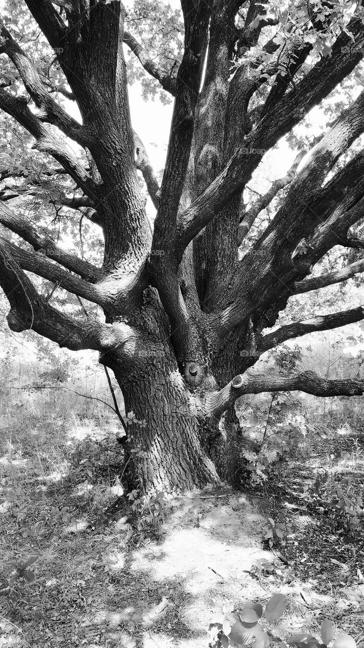 old ancient oak tree in the park of the city of Kiev