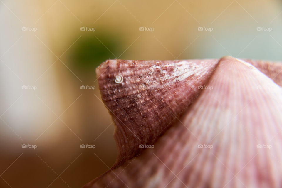 Close-up of animal shell