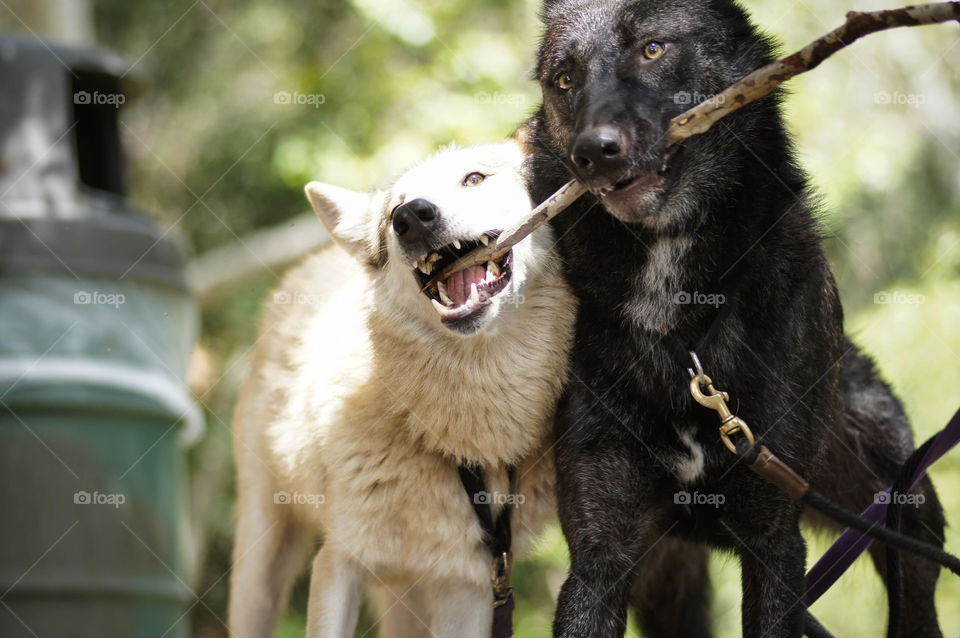 Wolfdogs Playing