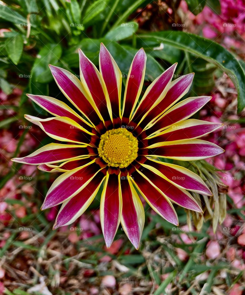 GANZÂNIAS in Spring 🌹 🇺🇸 Very beautiful flowers to brighten our day.  Live nature and its beauty. Did you like the delicate petals? / 🇧🇷 Flores muito bonitas para alegrar nosso dia. Viva a natureza e sua beleza. Gostaram das pétalas delicadas? 