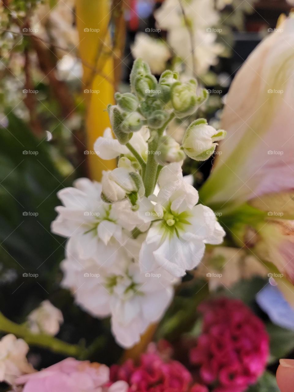 white Hoary Stock flowers