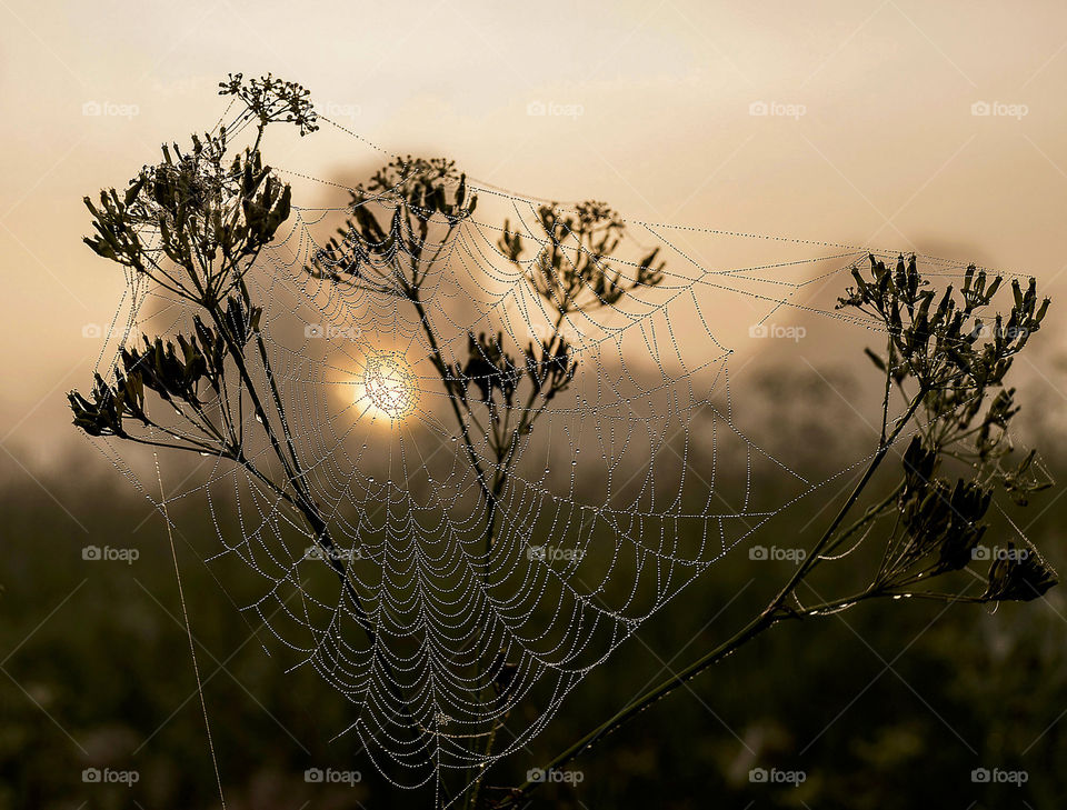 Summer morning with water drops. Morning dew. Sunrise.