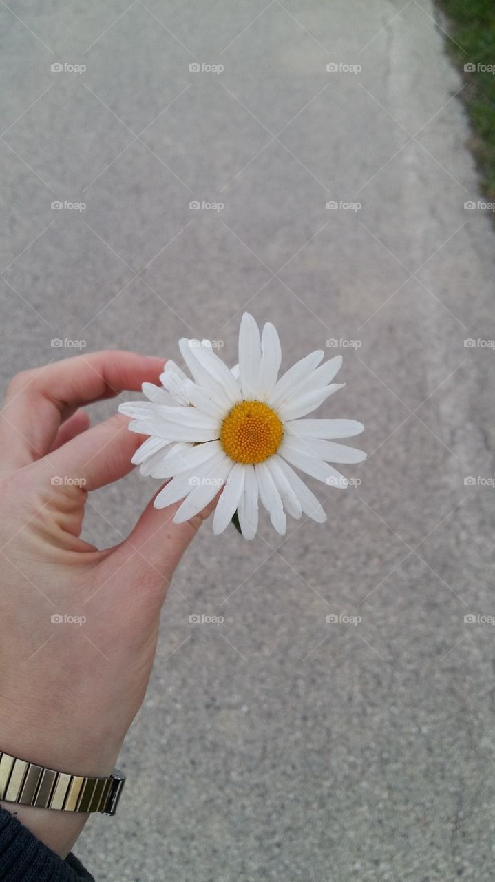 A wonderful daisy