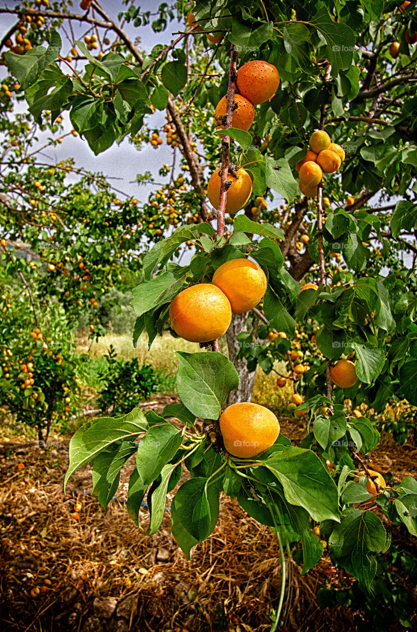 tangerines