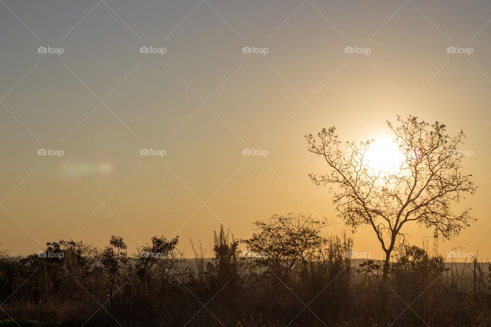 Bright golden hour in nature