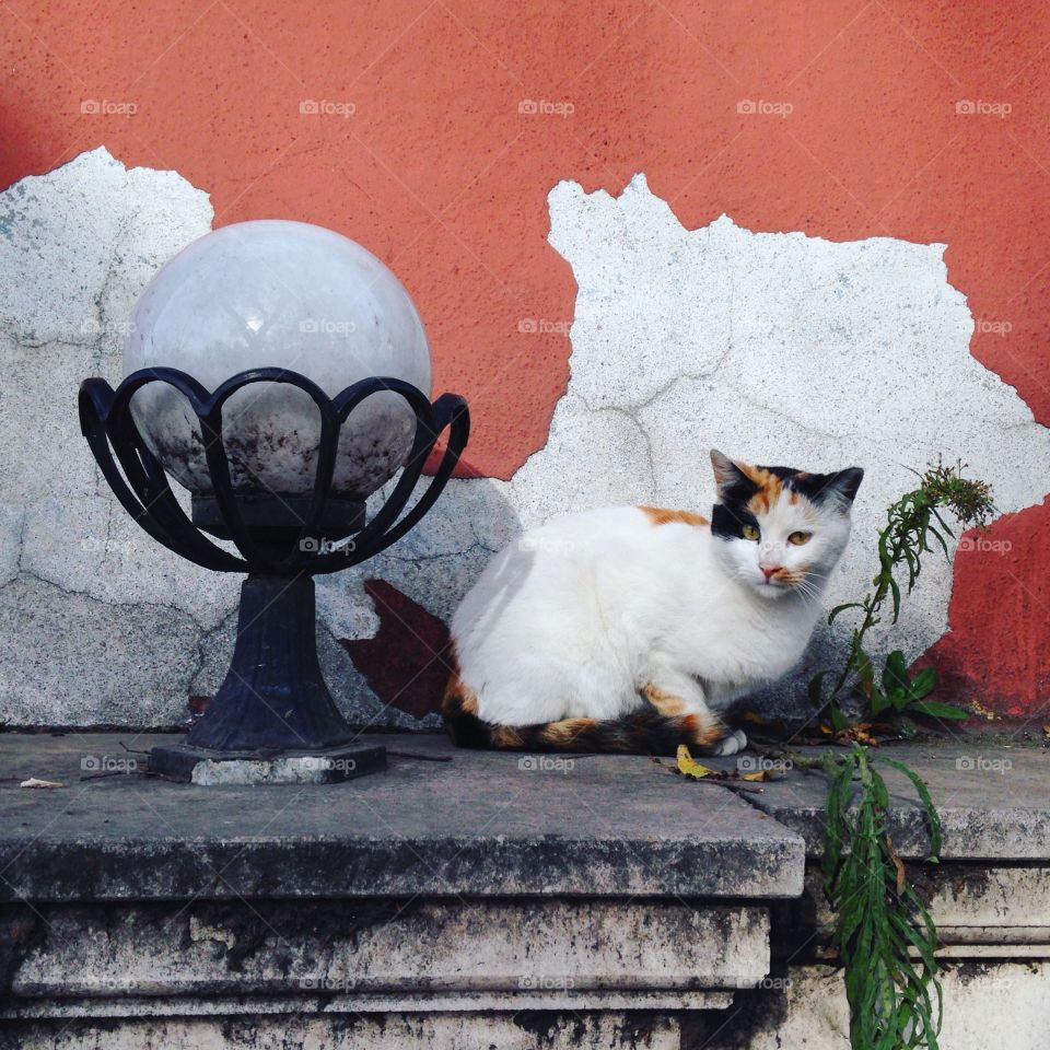 Kitty on the bright wall