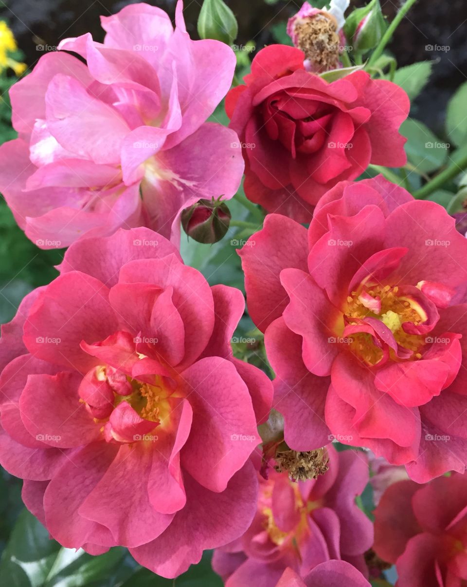 Elevated view of rose flowers