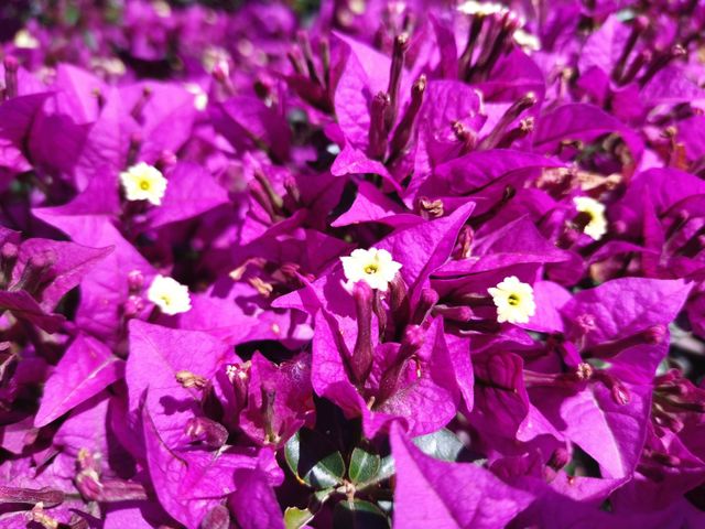 flowers shiny
