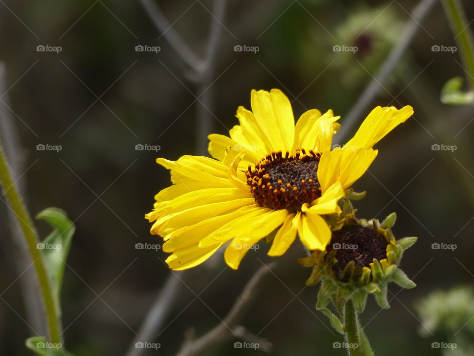 Close-up of yellow sunflower