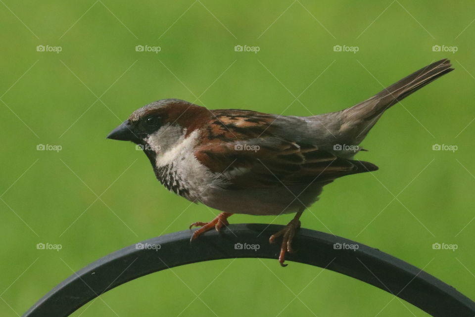 Male Sparrow waiting to go back to the nest.