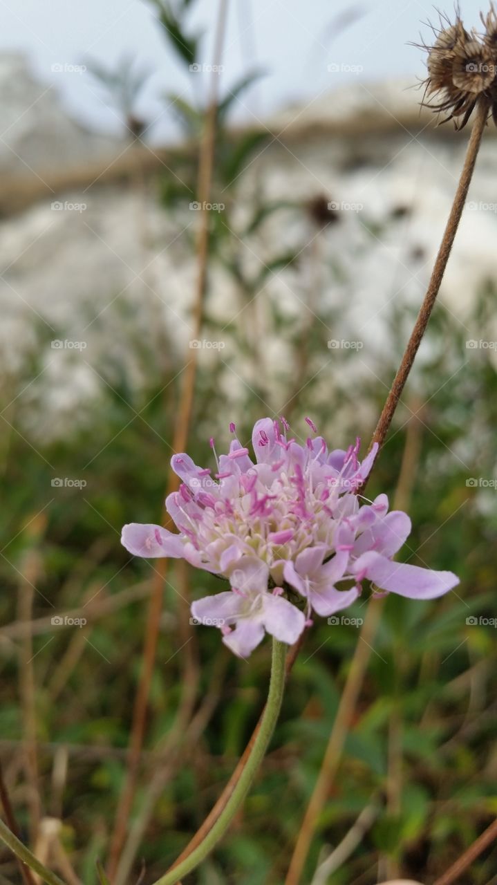English Turf and Texture