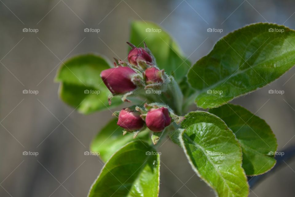 apple blossoms