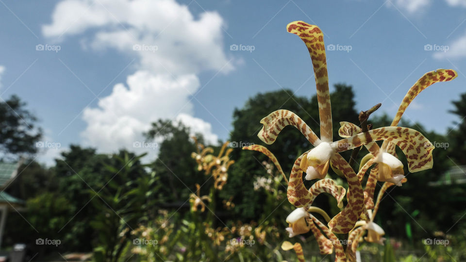 Rare wild white tiger orchids blooms