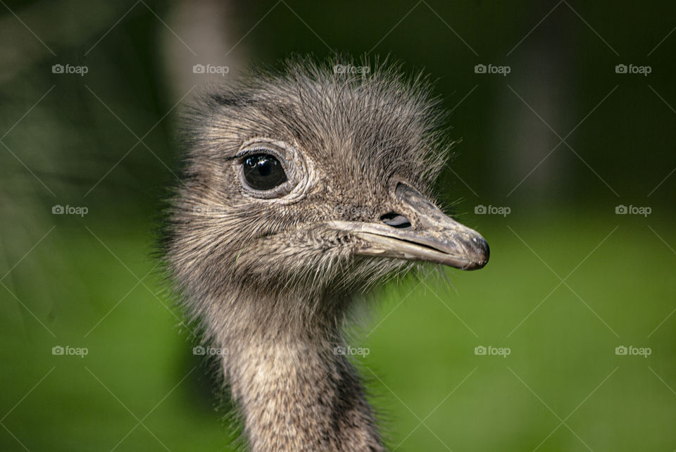 Ostrich. I can see everything no one will fool me
