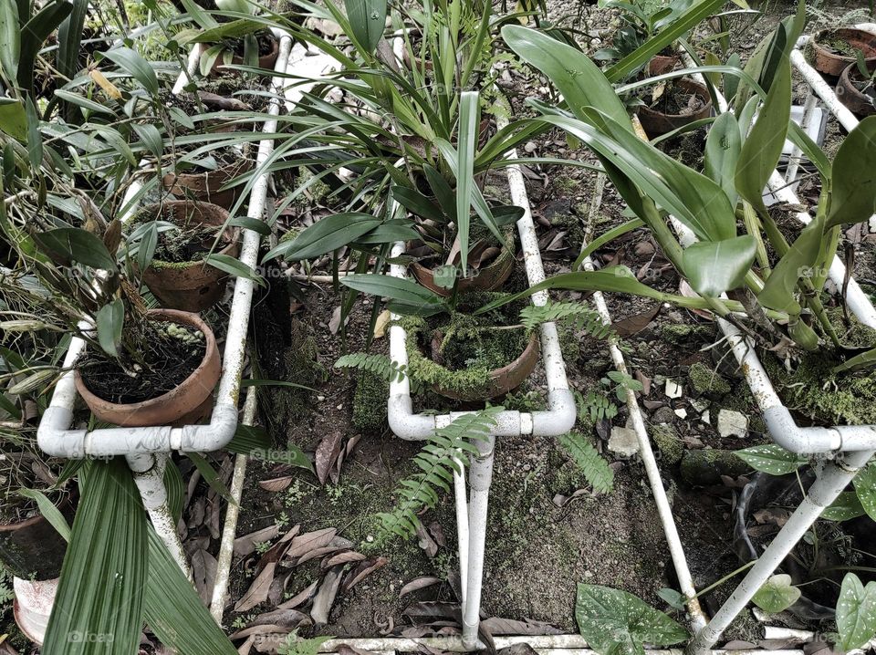 pipe pvc for orchid stand