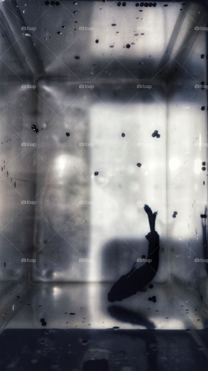 fish in a small aquarium