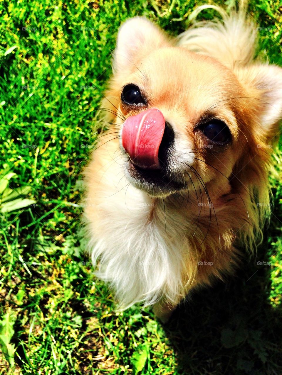 Dog licking his nose