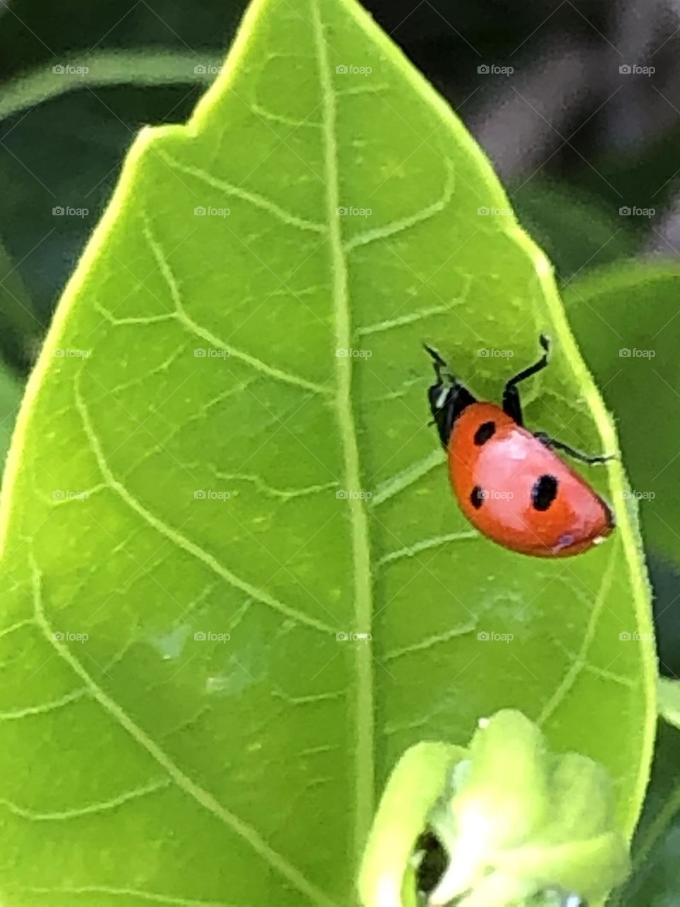 Beautiful ladybug on a green leaf in spring 