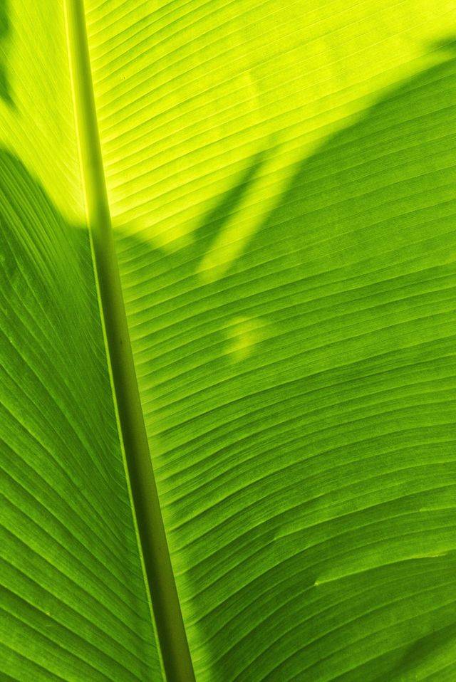 #spring #sky #leafs #naturelover #landscape #fall #macrophotography #photographer #plantsmakepeoplehappy #flora #red #like #outdoors #handmade #water #life #follow #artist #wood #travel #foliage #beauty #of #leafart #botanical #ig #grass #greenleaf