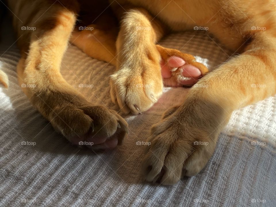 Cat’s paws that is sleeping on the bed 