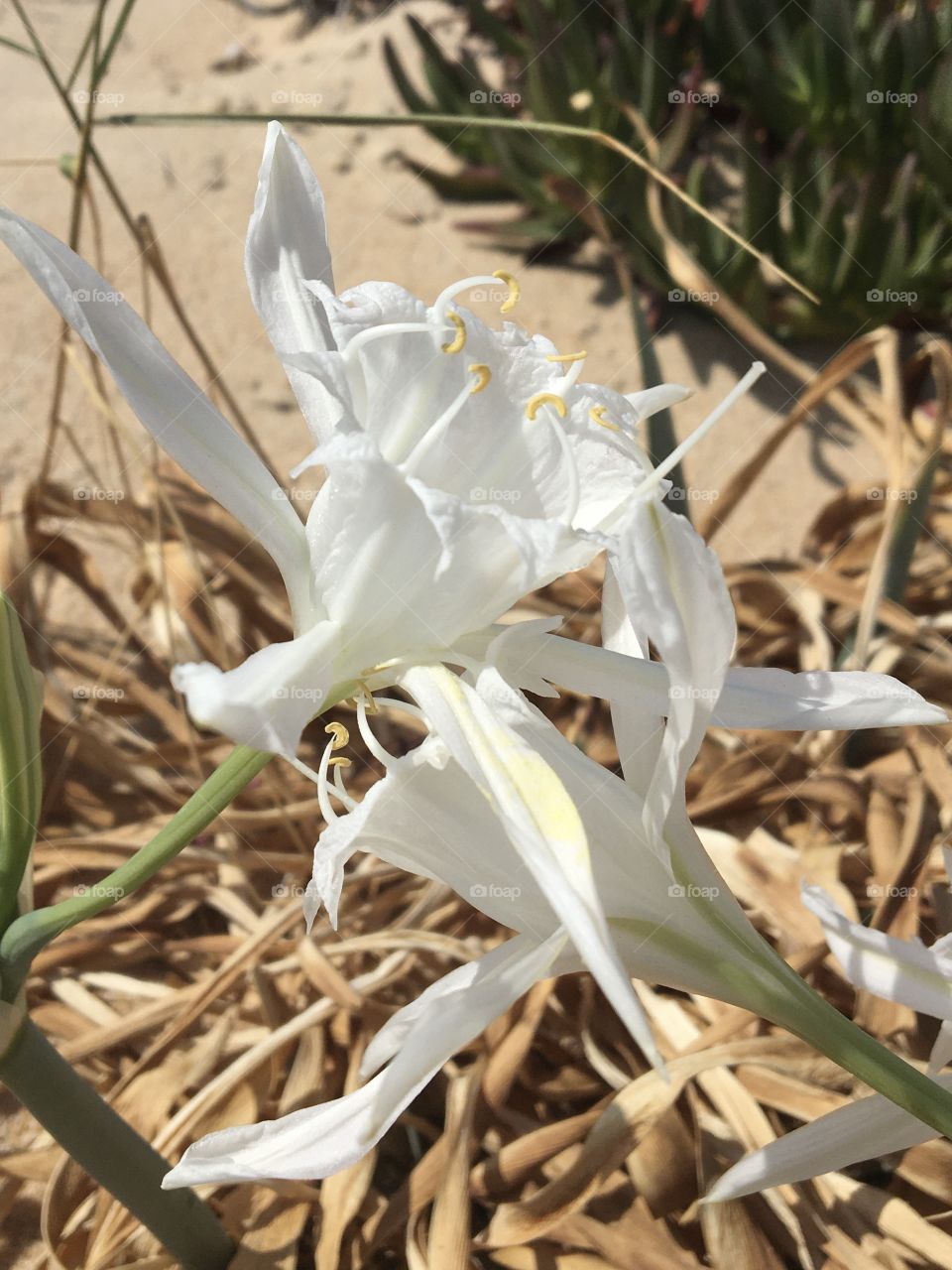 Sand white flowers even on beach 